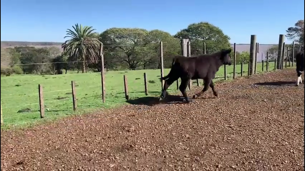 Lote TERNEROS Y TERNERAS