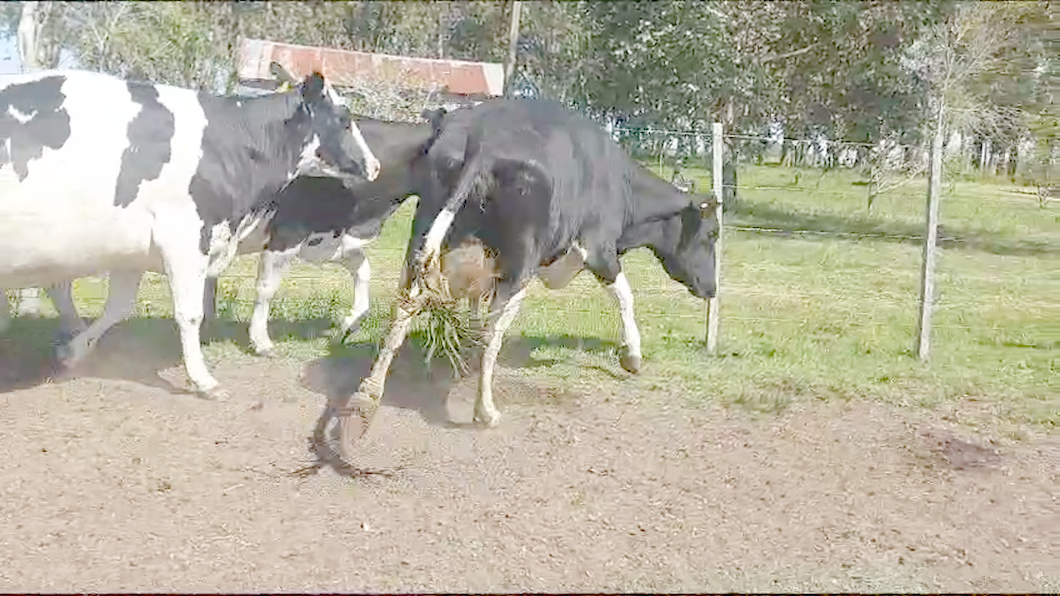 Lote (Vendido)3 Vacas de Invernada a remate en Remate por pantalla de la Exposición de San José 480kg -  en Rodriguez