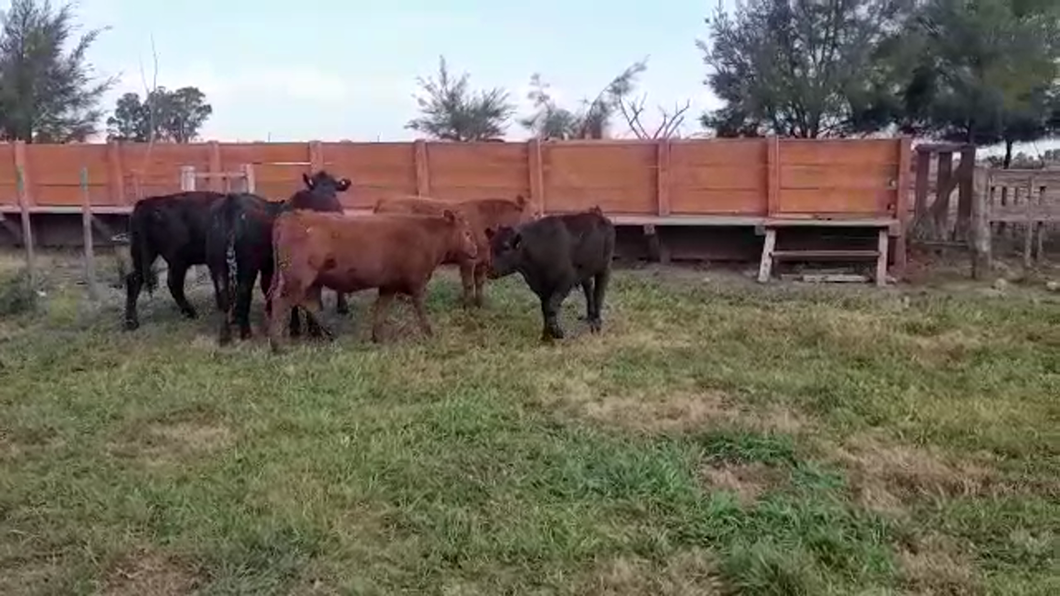 Lote (Vendido)6 Terneros ANGUS/ NORMANDO a remate en PANTALLA FEDERICO GARLAND 250kg -  en CUFRE
