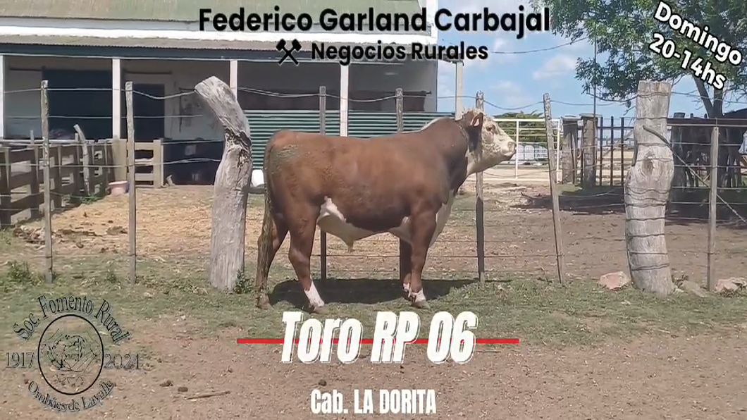 Lote TORO PI HEREFORD a remate en Expo Ombues en OMBUES DE LAVALLE