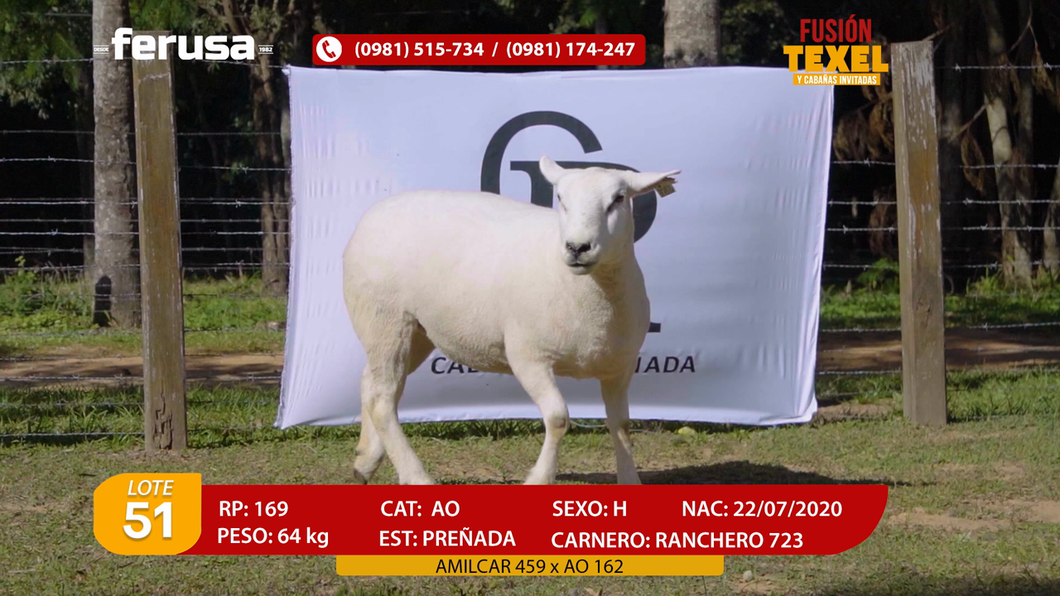 Lote Lote 51