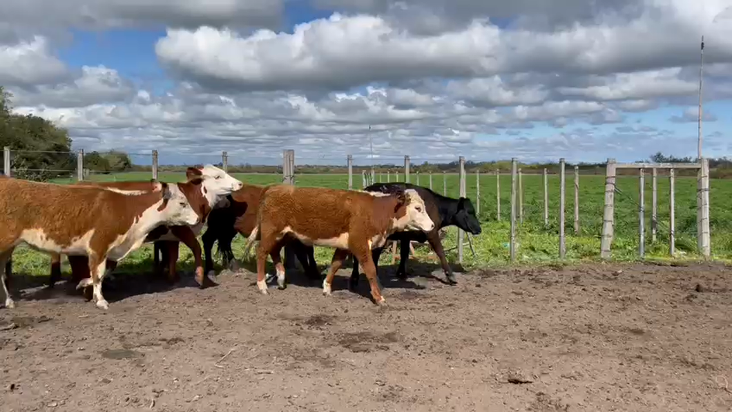 Lote 9 Terneras Hereford y Angus a remate en 9° Entre Martillos 200 kg -  en Camino de la costa