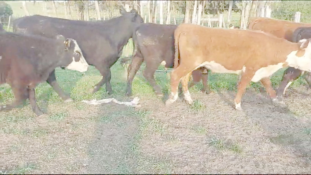 Lote 30 Novillos Angus Hereford y Cruzas a remate en Aniversario 115 Años - Camy en A 8 Km de San Jose