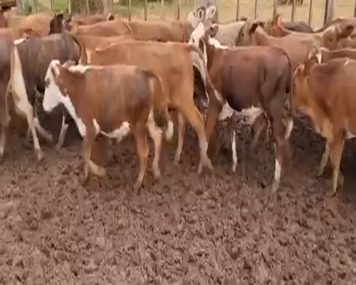 Lote 154 Terneros en Ituzaingó, Corrientes