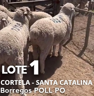 Lote Lote 1