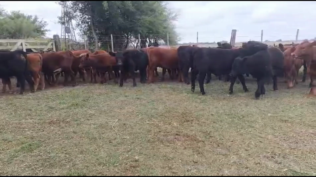 Lote 40 Terneros
