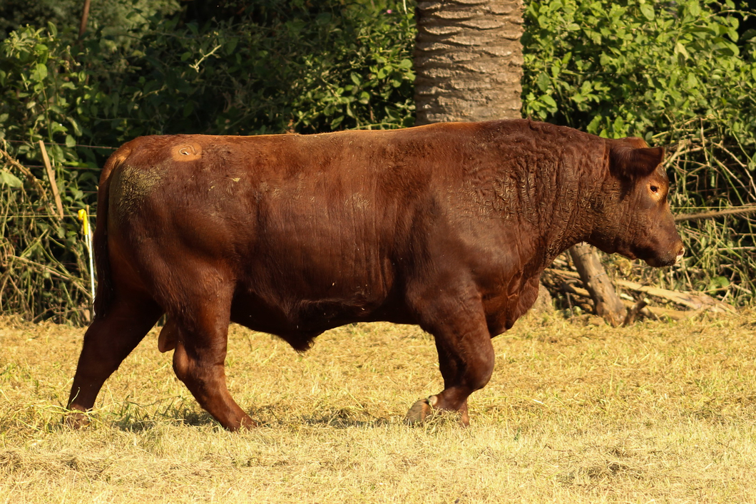 Lote CABAÑA COEMBOTÁ: RP 237