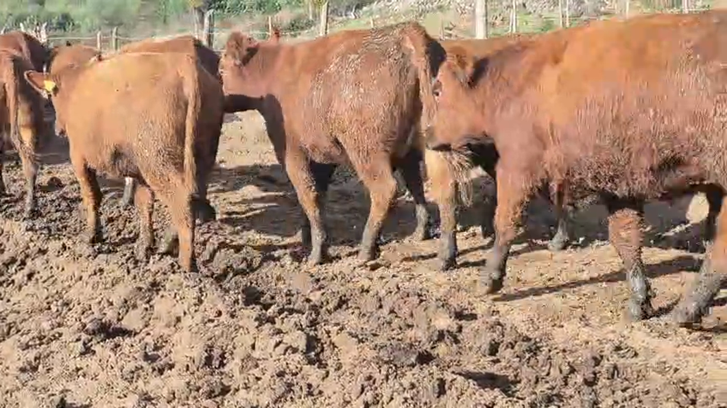 Lote 50 Vaquilla Gorda en Pelarco, VII  Región Maule