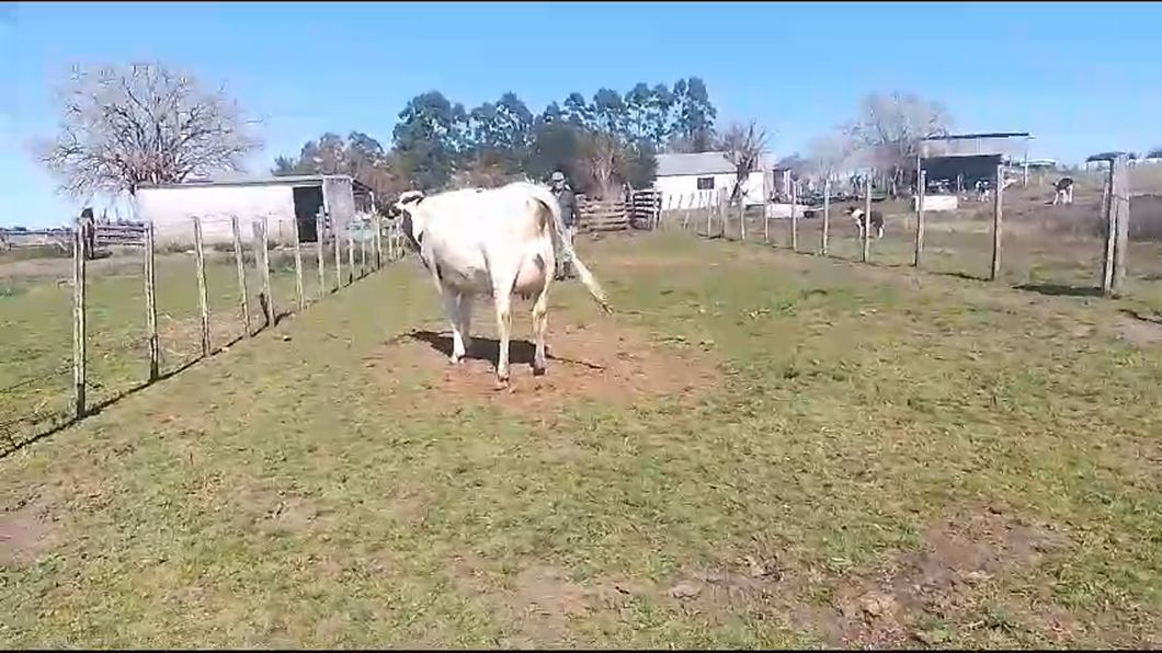 Lote Vaquillonas  Prox Hol a remate en Pantalla Aniversario - Escritorio Camy en Carreta Quemada