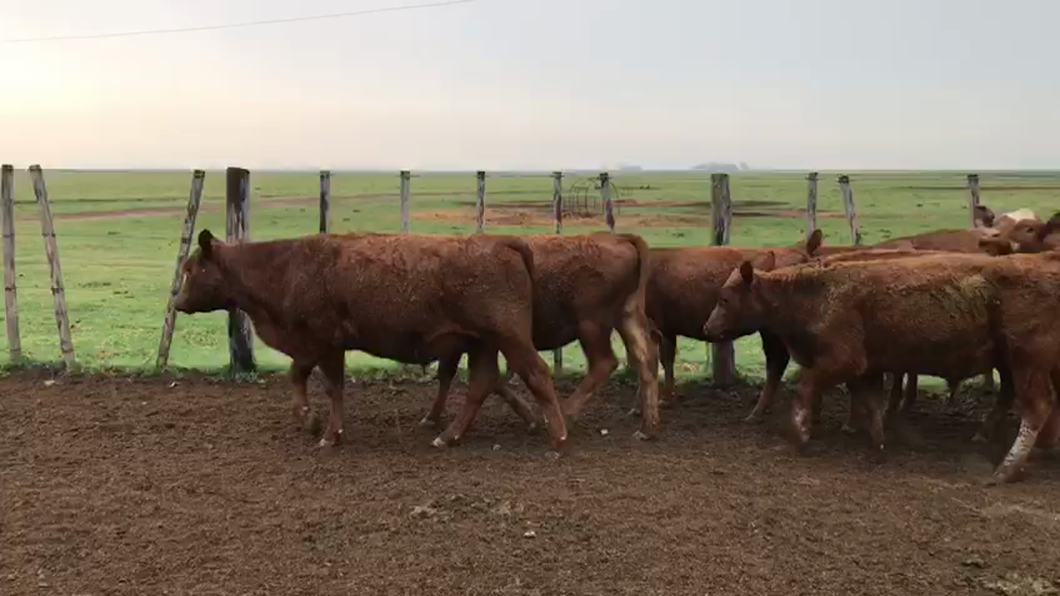 Lote 76 Terneros/as en Carlos Tejedor, Buenos Aires