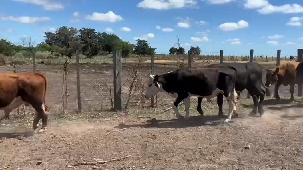 Lote 26 Novillos angus y hereford a remate en 10° Entre Martillos  275kg -  en Libertad