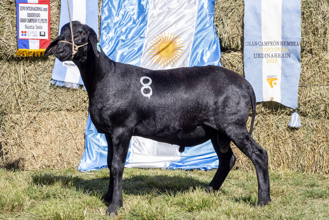 Lote SANTA INES P.P.