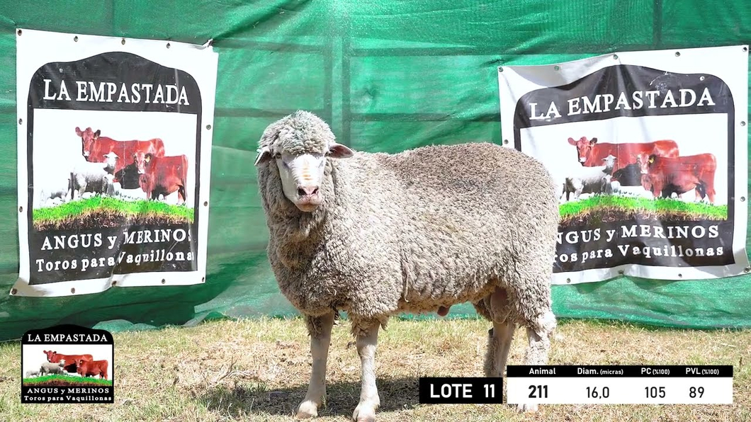 Lote 5 Carneros Merino Dohne a remate en 33º Remate Cabaña La Empastada, Durazno