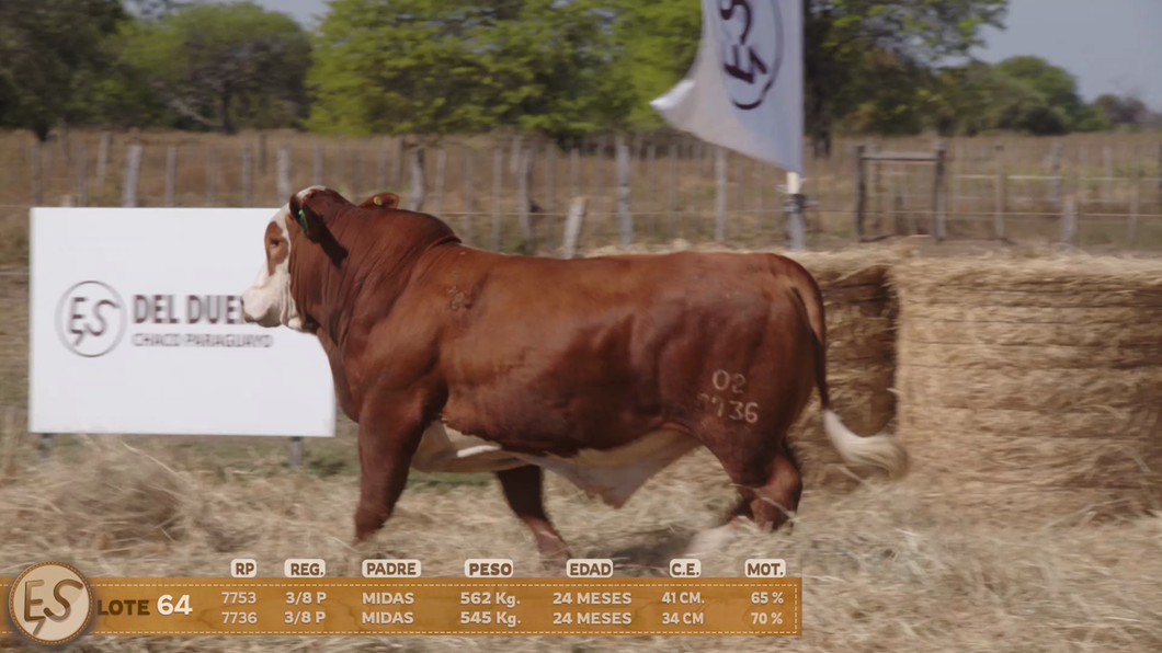 Lote Toro