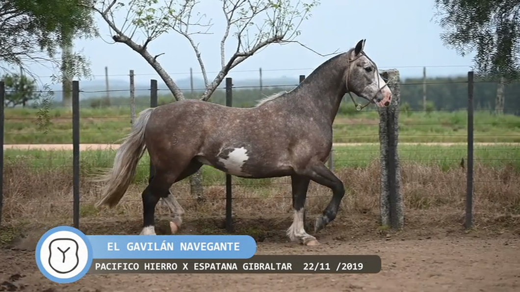 Lote El Gavilán Navegante