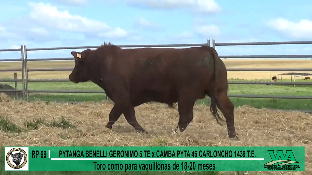 Lote Toros a remate en Cabaña La Franqueira, Florida