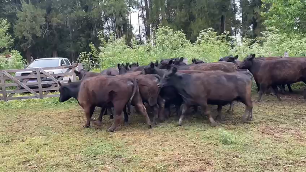 Lote 25 Vacas medio uso C/ gtia de preñez