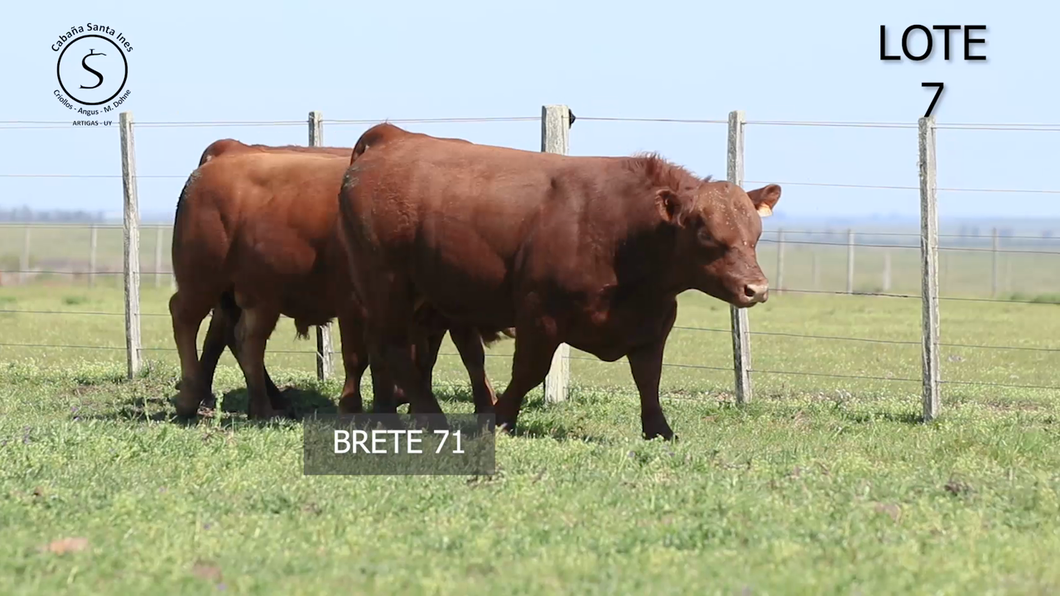 Lote 3 Toros a remate en 5° REMATE ANUAL SANTA INES, Artigas