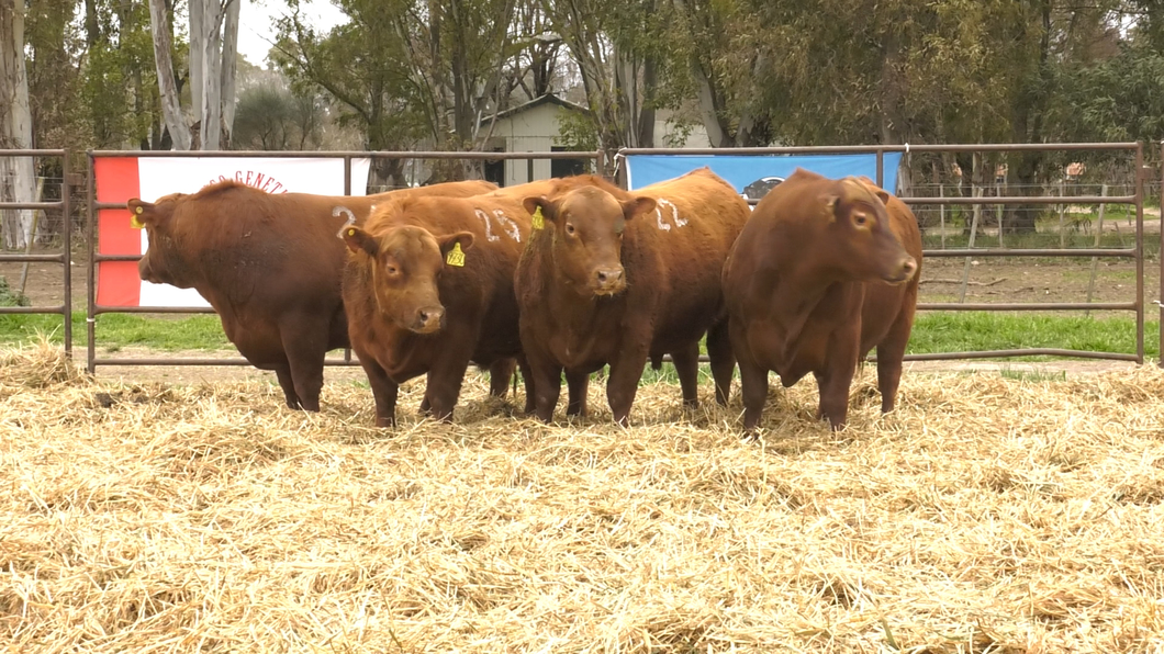 Lote TOROS ANGUS COLORADOS PC