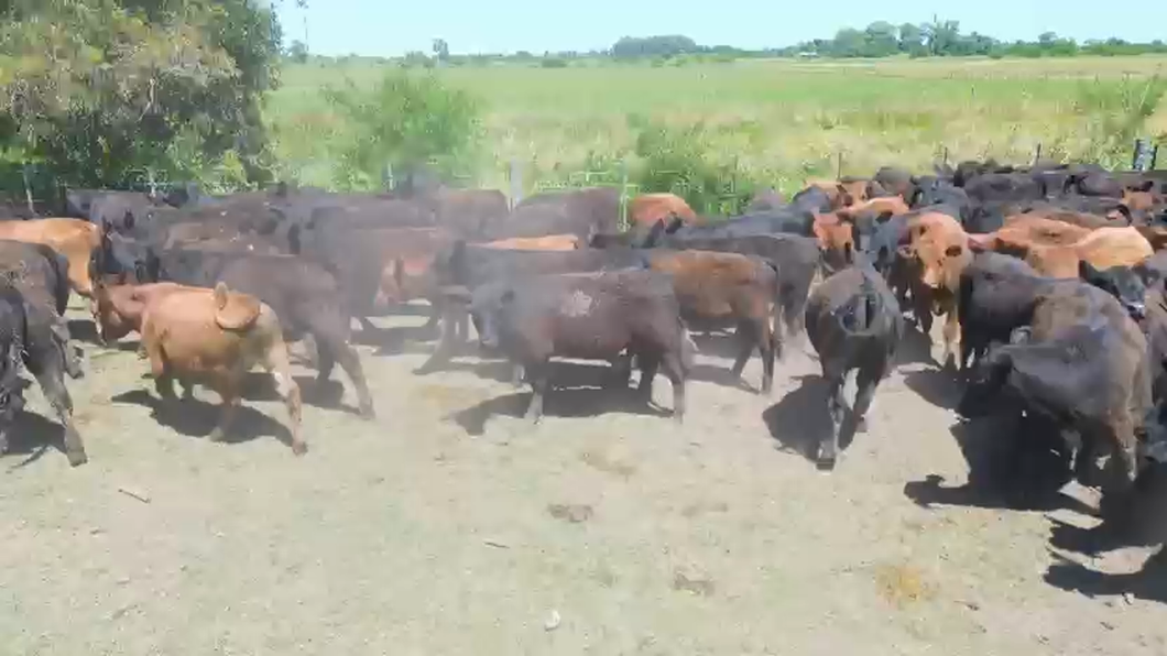 Lote 120 Terneros