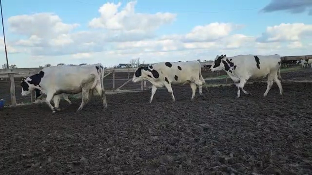 Lote Agrop. Don Bartolome