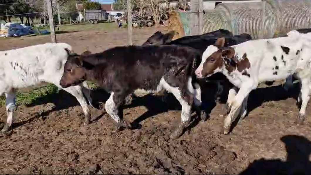 Lote 21 Terneros Holando a remate en Pantalla Aniversario - Escritorio Camy 80kg -  en Ruta 3 km 75