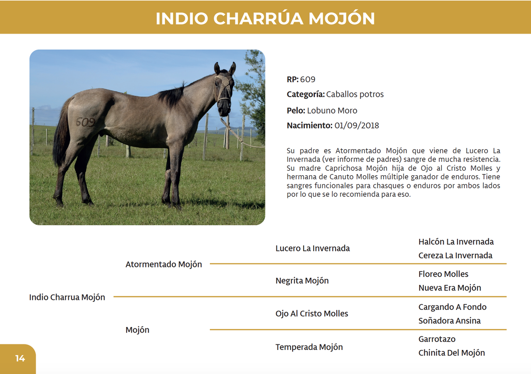 Lote Indio Charrúa Mojón (RP 609)