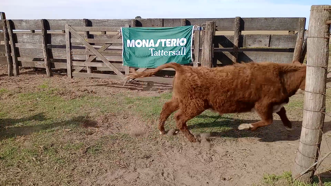 Lote 20 Terneros/as en Salazar