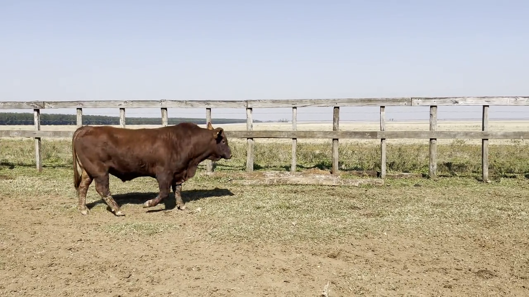 Lote TOROS BRANGUS, Cabaña "PIRIZAL"