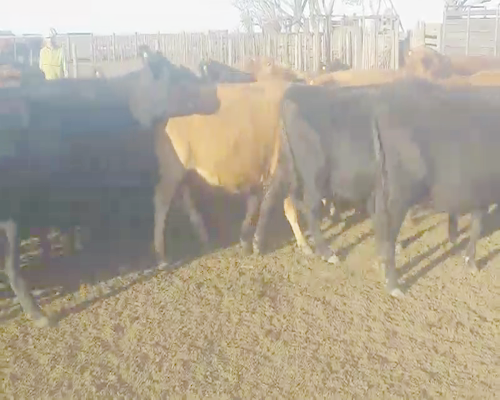 Lote 45 Vacas CUT preñadas en Mayor Buratovich, Buenos Aires