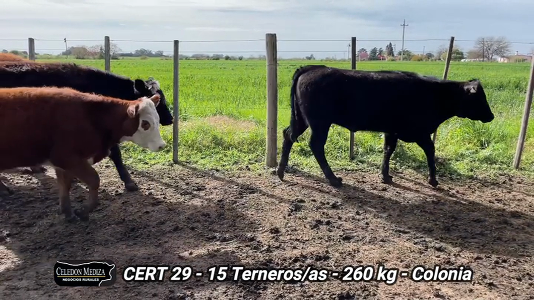 Lote 15 Terneros y Terneras en Colonia