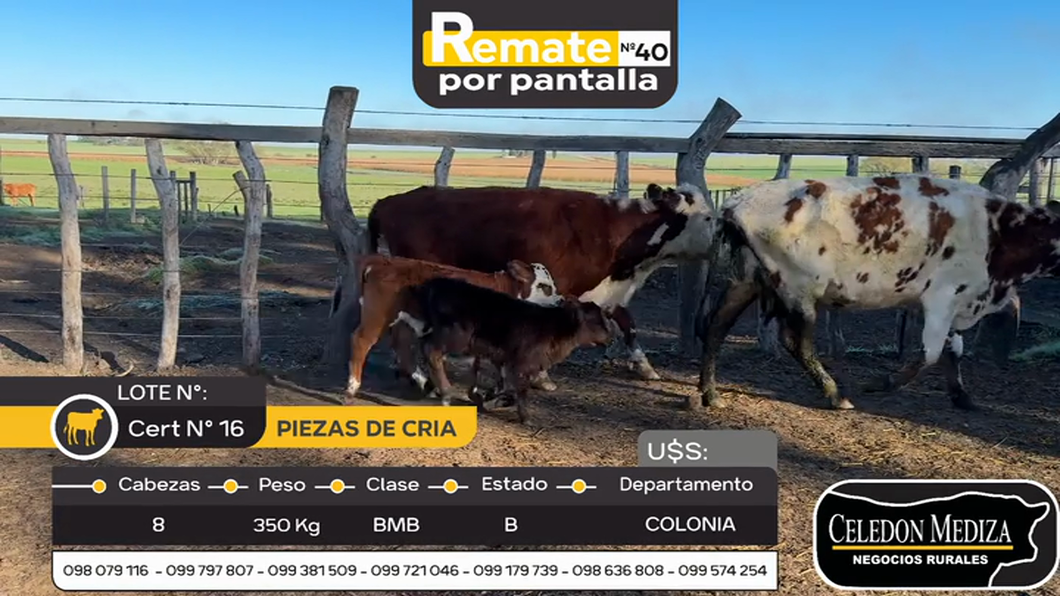 Lote 8 Piezas de cría en La Horqueta, Colonia