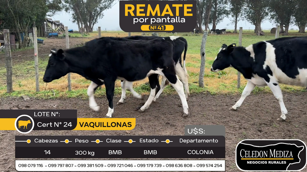 Lote 14 Vaquillonas  en Miguelete, Colonia