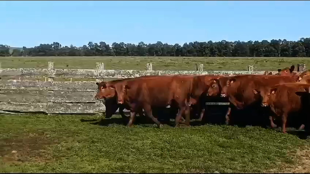 Lote Vacas Preñadas Seleccionadas - Estancia Mariscala