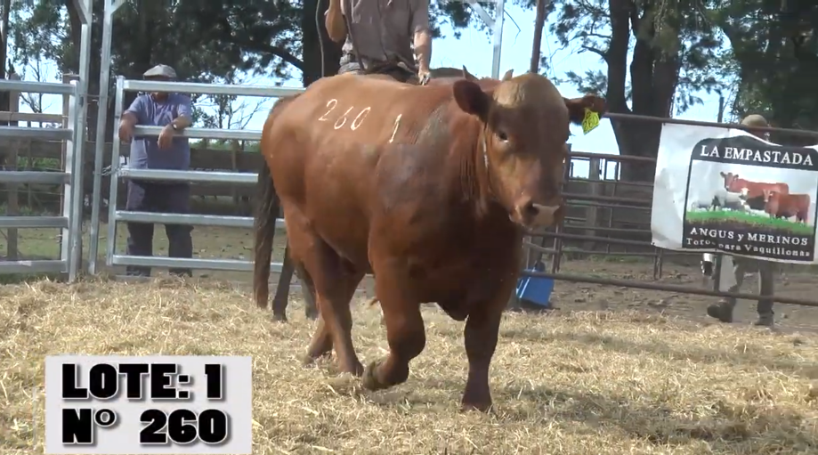 Lote 3 Toros a remate en Remate La Empastada , Artigas