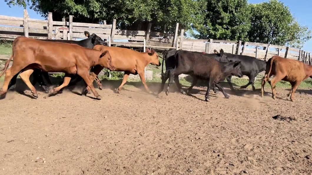 Lote VAQUILLONAS + 2 AÑOS SIN SERVICIO