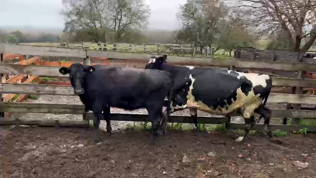 Lote 2 Vacas de Invernada Cruzas a remate en Pantalla Aniversario - Escritorio Camy 500kg -  en Raigon