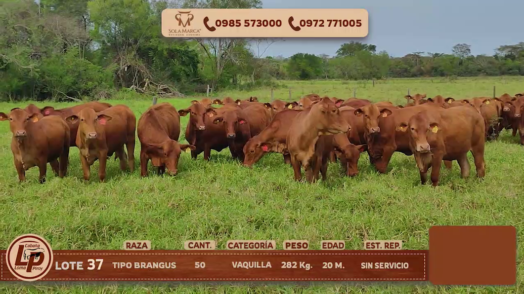 Lote VAQUILLAS