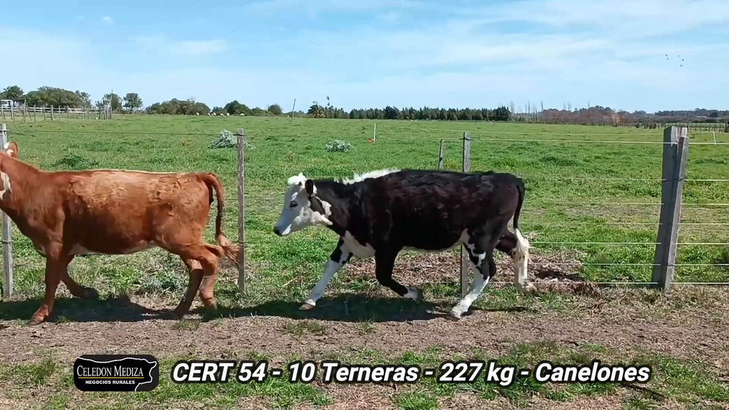 Lote 10 Terneras en Parador Tajes, Canelones