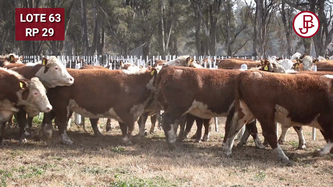 Lote VAQUILLONA PR PREÑADA PARICIÓN PRIMAVERA