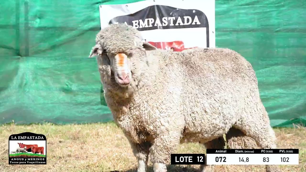 Lote 5 Carneros Merino Dohne a remate en 33º Remate Cabaña La Empastada, Durazno