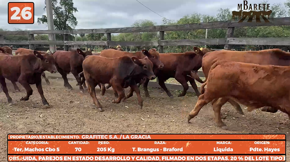 Lote LOTE 26