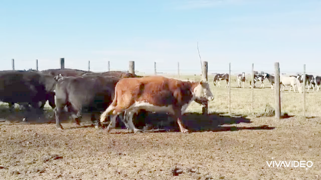 Lote 54 Vacas CUT preñadas en Benito Juárez, Buenos Aires