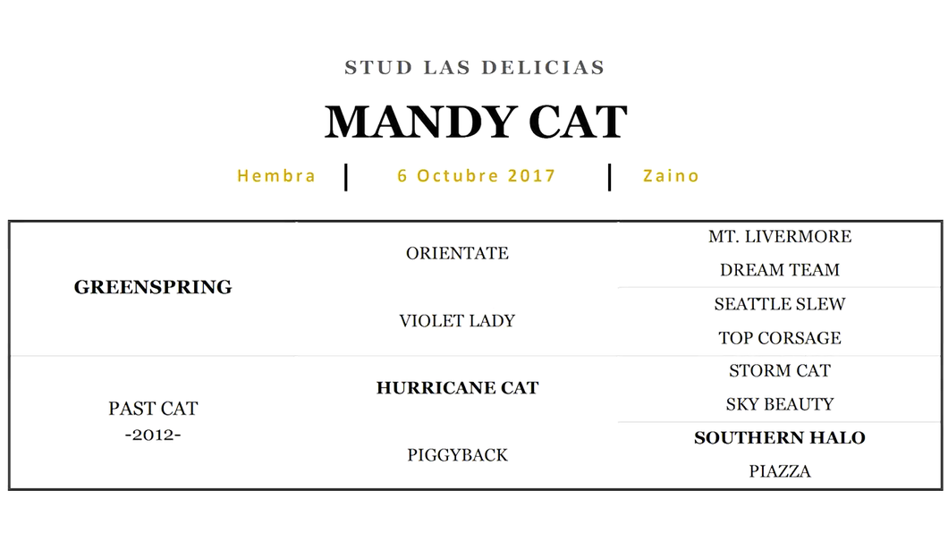 Lote MANDY CAT (GREENSPRING - PAST CAT)
