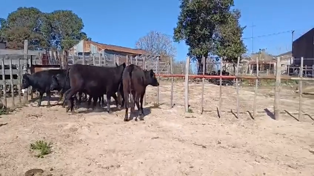 Lote (Vendido)6 Novillos 1 a 2 años ANGUS a remate en #48 Pantalla Carmelo 290kg -  en EL CERRO