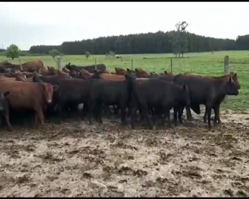 Lote 50 Terneras en Pedernal, Entre Ríos