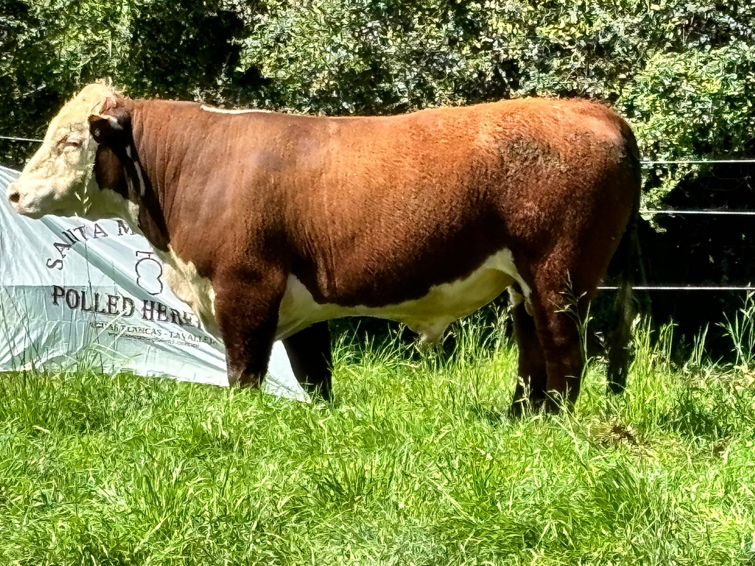 Lote 3 Toros Polled Hereford a remate en Alianza Angus, Treinta y Tres