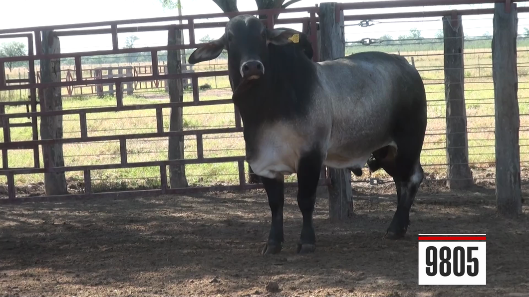 Lote Brahman