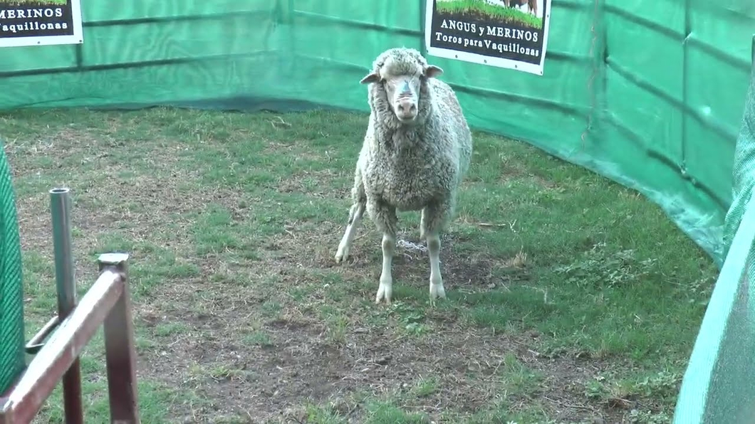 Lote Lote 3 - Merino Dohne