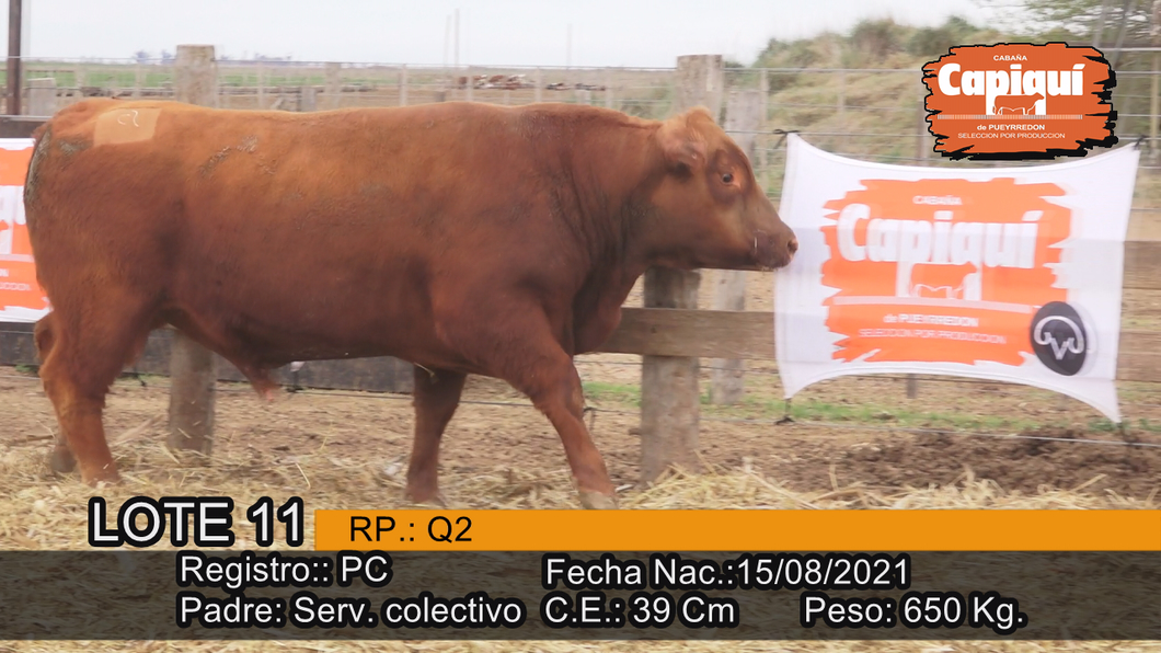 Lote Toro PC